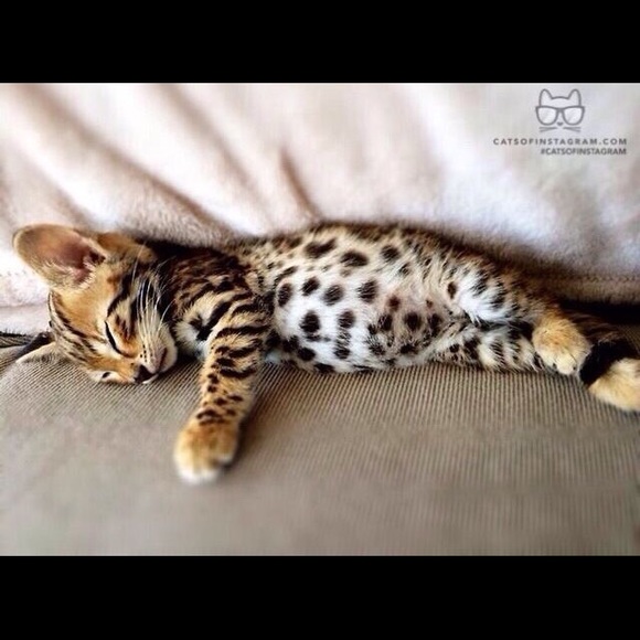 Meet your Posher, Sally - Picture 7 of 8